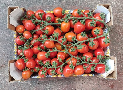 Foto Pomodoro Pixel Origine Italia Marchio Gentile 3